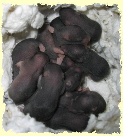 hamster babies billysworld.jpg
